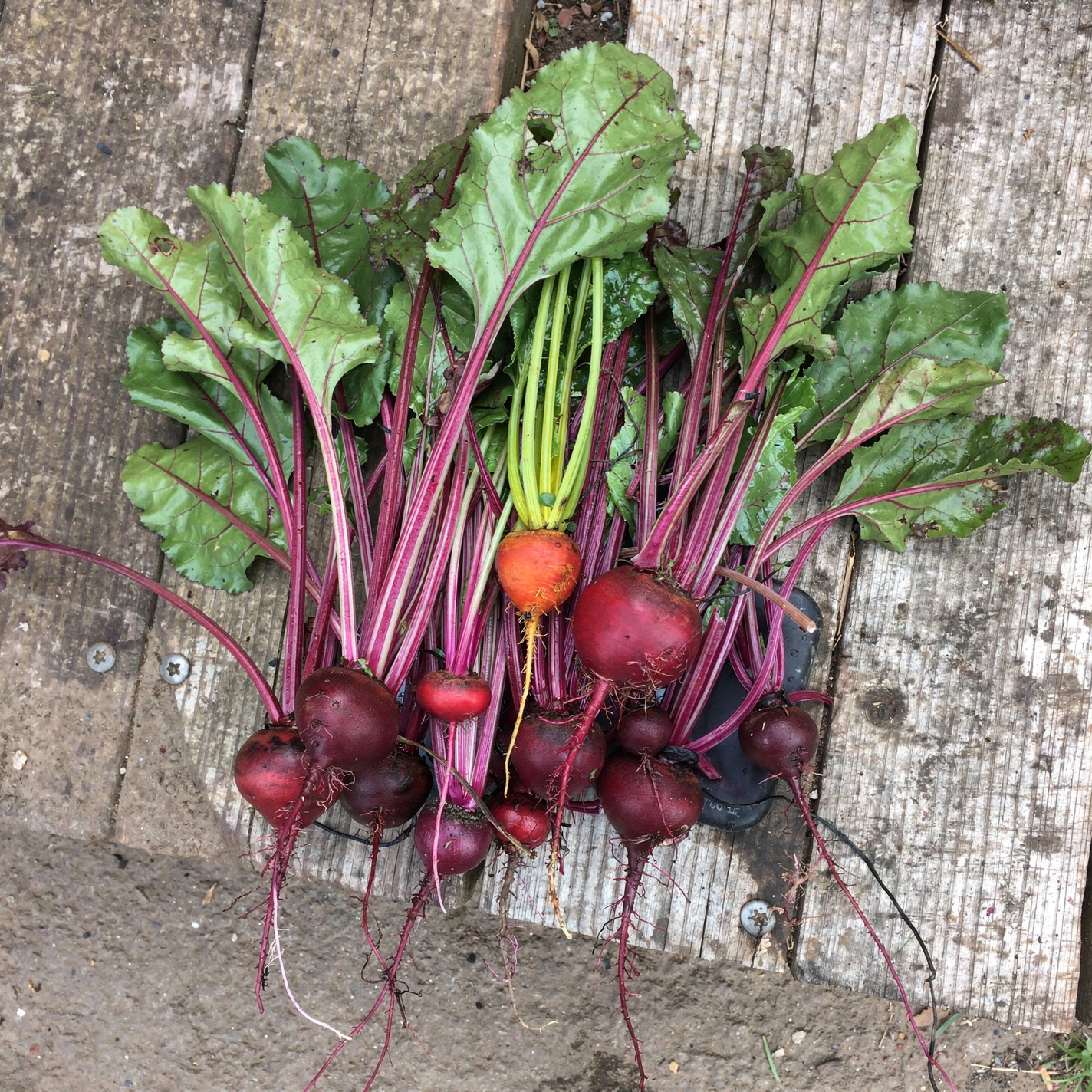 Beet — hero (AI-generated reference image)